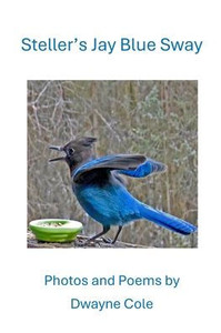 Steller's Jay Blue Sway : Photos and Poems