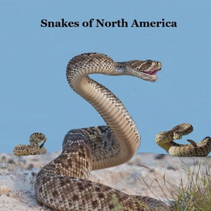 Snakes of North America Kids Book: Great Children's Book about the Types of Snakes in North America Snakes of North America Kids Book: Great Children's Book about the Types of Snakes in North America