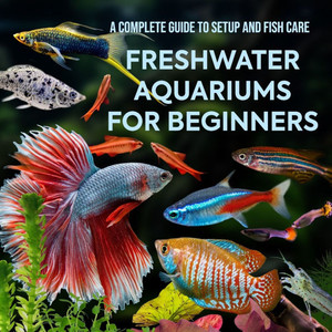 Freshwater Aquariums for Beginners: A Complete Guide to Setup and Fish Care