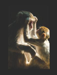 Me and My Monkey: A Guide to Primate Companionship Me and My Monkey: A Guide to Primate Companionship