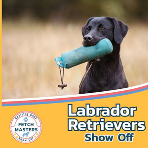 Labrador Retrievers Show Off - (Paperback or Softback) Labrador Retrievers Show Off - (Paperback or Softback)