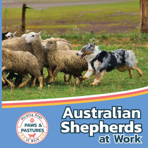 Australian Shepherds at Work - (Paperback or Softback)