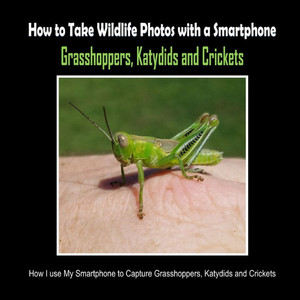 Grasshoppers, Katydids and Crickets: How I Use My Smartphone to Capture Grasshoppers, Katydids and Crickets