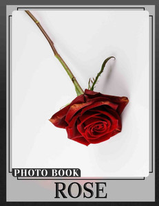 Rose Photo Book: Vibrant Collection Of Stunning Roses With 40 Images For Garden Lovers