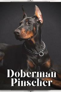 Doberman Pinscher: Dog breed overview and guide