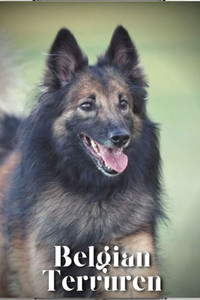 Belgian Tervuren: Dog breed overview and guide