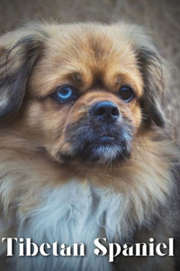 Tibetan Spaniel: Dog breed overview and guide