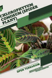Chlorophytum comosum (Spider Plant): Open terrarium, Beginner's Guide