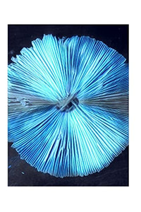 Mushroom Journal Mushroom Journal