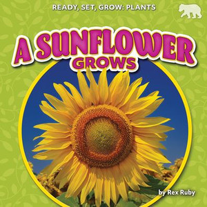 A Sunflower Grows