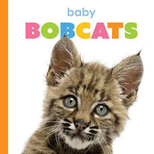 Baby Bobcats