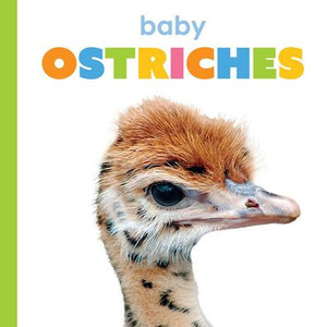 Baby Ostriches