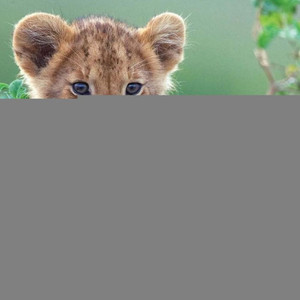 Little Lion