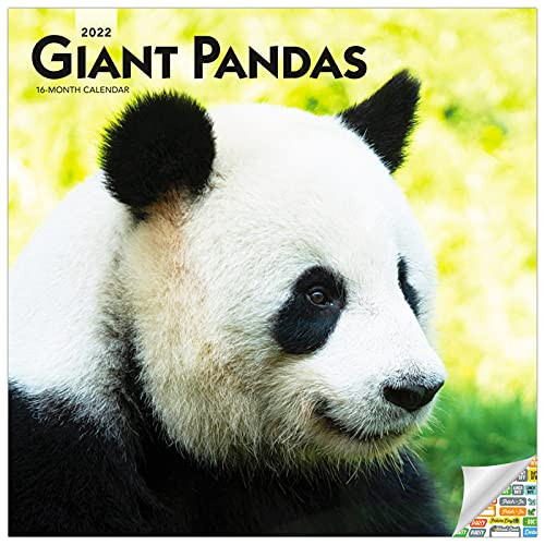 Giant Pandas Calendar 2022 -- Deluxe 2022 Pandas Wall Calendar Bundle with Over 100 Calendar Stickers (Pandas Gifts, Office Supplies)