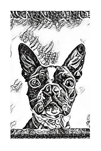 Boston Terrier