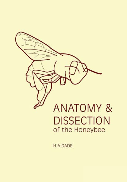 Anatomy And Dissection Of The Honeybee