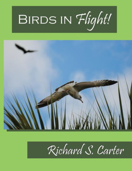 Birds In Flight!