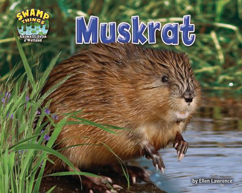 Muskrat (Swamp Things: Animal Life In A Wetland)