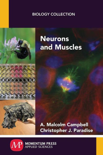Neurons And Muscles