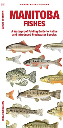 Manitoba Fishes: A Waterproof Folding Guide To Native And Introduced Freshwater Species (A Pocket Naturalist Guide)