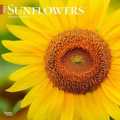 Sunflowers 2026 12 X 24 Inch (Hanging) Monthly Square Wall Calendar Plastic-Free