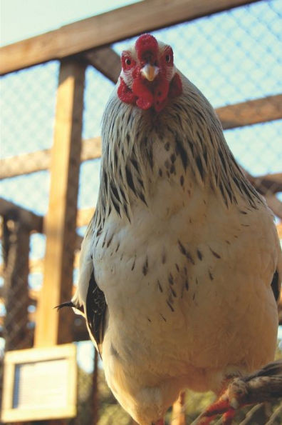 Criação de aves: Criação de Galinhas, Codornas, Pombos e canários Belgas