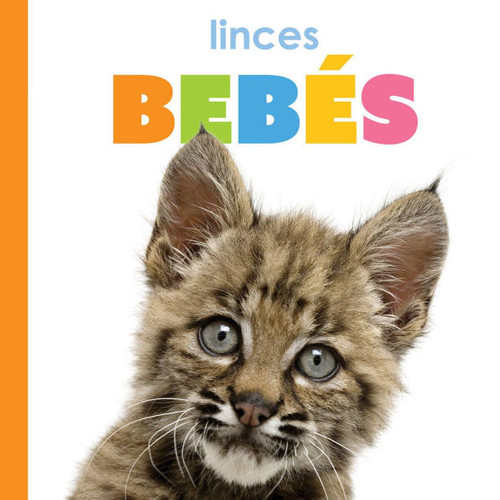 Linces Bebés