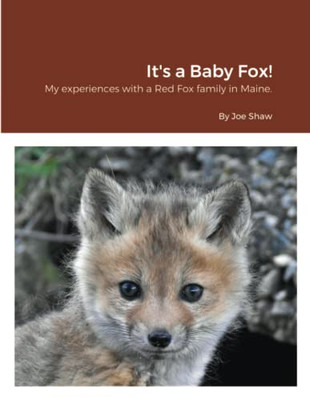 It'S A Baby Fox!