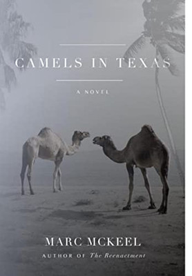 Camels In Texas