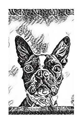 Boston Terrier