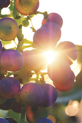 Wein Tasting Buch: Dein Persönliches Verkostungsbuch Zum Selber Ausfüllen ? Für Über 100 Verschiedene Weine ? Handliches 6X9 Format ? Motiv: Trauben (German Edition)