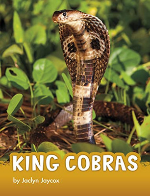 King Cobras (Animals)