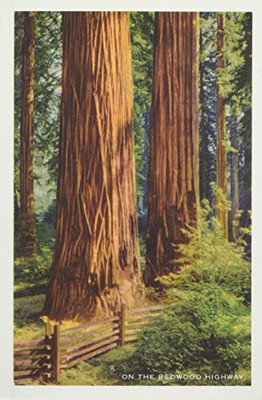 The Vintage Journal Giant Redwoods (Pocket Sized - Found Image Press Journals)