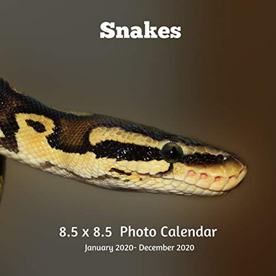 Snakes 8.5 X 8.5 Photo Calendar January 2020 -December 2020: Monthly Calendar with U.S./UK/ Canadian/Christian/Jewish/Muslim Holidays- Nature Snakes Reptiles