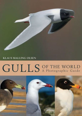 Gulls Of The World: A Photographic Guide