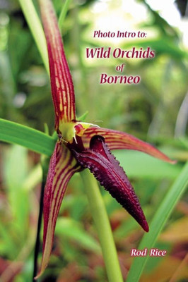 Photo Intro To: Wild Orchids Of Borneo