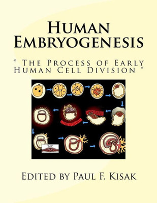 Human Embryogenesis: " The Process Of Early Human Cell Division "