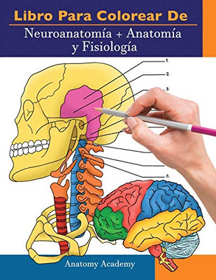 Libro para colorear de Neuroanatomía + Anatomía y Fisiología: 2-en-1 compilación | Libro de colores de autoevaluación para estudiar muy detallado para Estudiar y Relajarse (Spanish Edition)