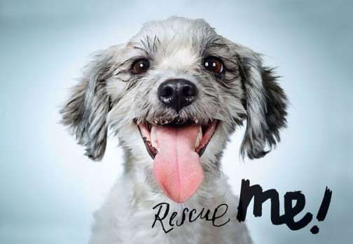 Rescue Me: Dog Adoption Portraits And Stories From New York City