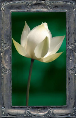 Letting The Lotus Bloom: The Expression Of Soul Through Flowers