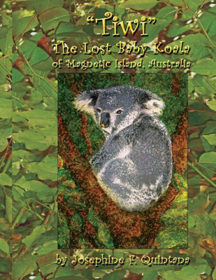 Tiwi, The Lost Baby Koala Of Magnetic Island, Australia