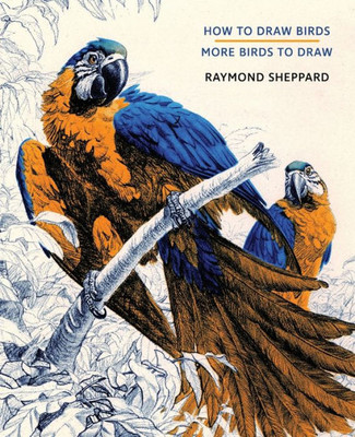How To Draw Birds / More Birds To Draw