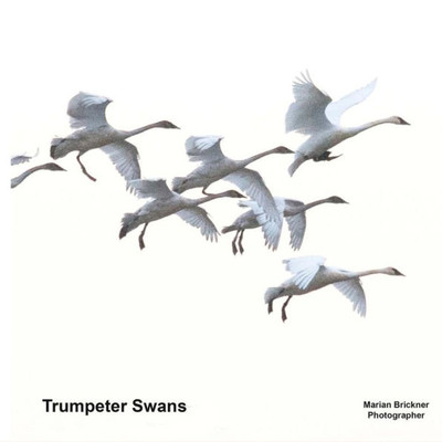 Trumpeter Swans Trumpeter Swans
