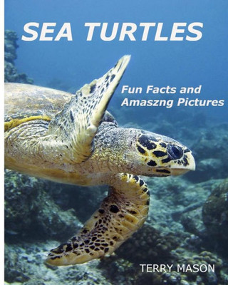 Sea Turtles : : Fun Facts And Amazing Pictures