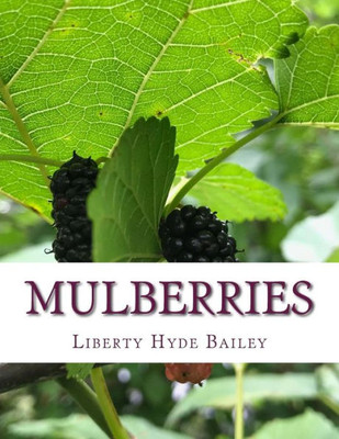 Mulberries