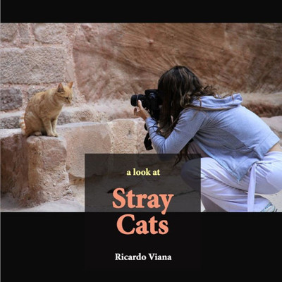 Stray Cats : A Look At