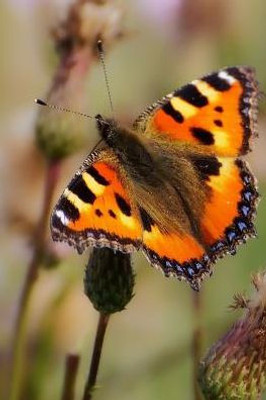 Painted Lady: There Are Over 20,000 Species Of Butterflies In The World.