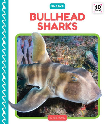 Bullhead Sharks
