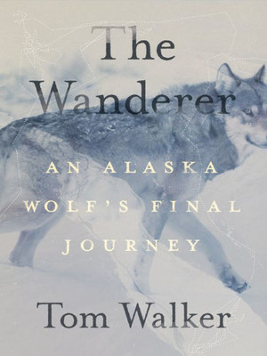 The Wanderer: An Alaska WolfS Final Journey