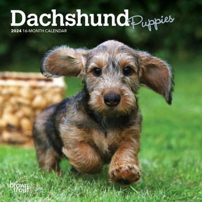 Dachshund Puppies | 2024 7 X 14 Inch Monthly Mini Wall Calendar | Browntrout | Animals Dog Breeds Puppy